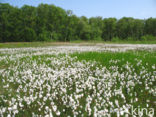 Veenpluis (Eriophorum angustifolium)