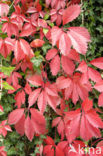 Vijfbladige wingerd (Parthenocissus quinquefolia)