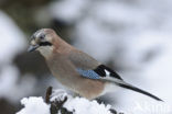 Eurasian Jay (Garrulus glandarius)