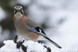 Eurasian Jay (Garrulus glandarius)