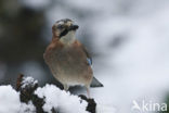 Eurasian Jay (Garrulus glandarius)