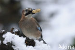 Eurasian Jay (Garrulus glandarius)