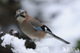 Eurasian Jay (Garrulus glandarius)