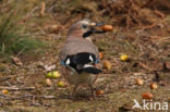 Vlaamse Gaai (Garrulus glandarius)