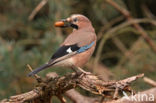 Eurasian Jay (Garrulus glandarius)