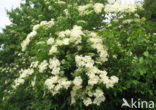 Vlier (Sambucus )