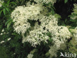 Vlier (Sambucus )