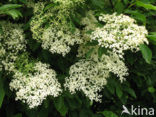 Vlier (Sambucus )