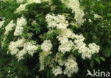 Vlier (Sambucus )