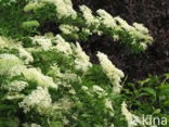 Elder (Sambucus )