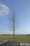 Voorsterbos