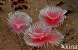 Fanworm (Sabella spp.)