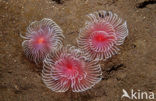 Fanworm (Sabella spp.)