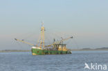 Waddensea