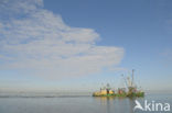 Waddensea