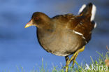 Waterhoen (Gallinula chloropus)