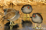 Common Moorhen (Gallinula chloropus)