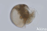 Waterflea (Alonella nana)