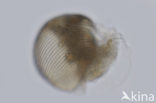 Waterflea (Alonella nana)