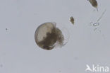 Waterflea (Alonella nana)