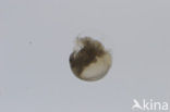 Waterflea (Alonella nana)