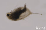 Watervlo (Daphnia sp.)