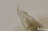 Watervlo (Daphnia sp.)