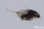 Watervlo (Daphnia sp.)