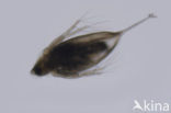 Watervlo (Daphnia sp.)