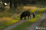 Wild Boar (Sus scrofa)