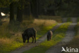 Wild Boar (Sus scrofa)