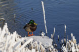 Mallard