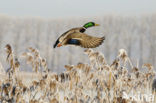 Mallard