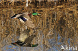 Mallard