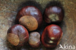 Horse-chestnut (Aesculus hippocastanum)