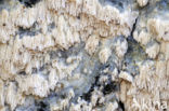 split Porecrust (Schizopora paradoxa)