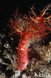 sea cucumber (Holothuria spec.)