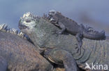 Marine Iguana (Amblyrhynchus cristatus) 