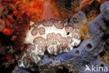 Sea Slug (Jorunna funebris)