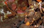 Banded pipefish (Doryrhamphus multiannulatus)