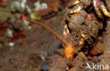 Banded pipefish (Doryrhamphus multiannulatus)