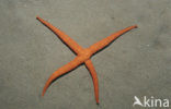 starfish (Asterias spec)