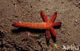 starfish (Asterias spec)