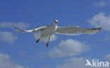 Zilvermeeuw (Larus argentatus)