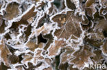 Common Oak