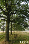 Common Oak