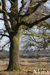 Common Oak