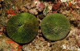 Mushroom coral (Ctenactis echinata)