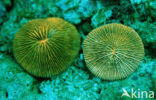 Mushroom coral (Ctenactis echinata)