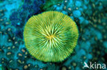 Mushroom coral (Ctenactis echinata)